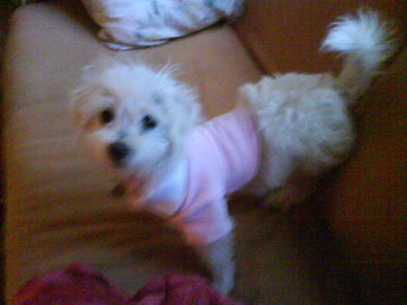 Mimi - My pup
