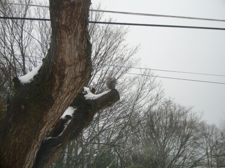 squirrel on the edge!