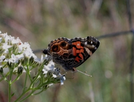 Fall butterfly