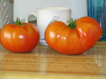 Weird tomato season