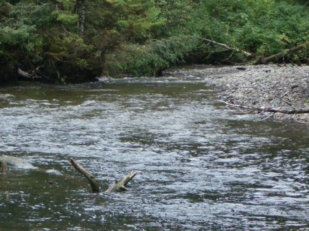 A Salmon Run
