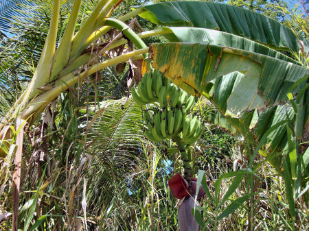 Banana Tree