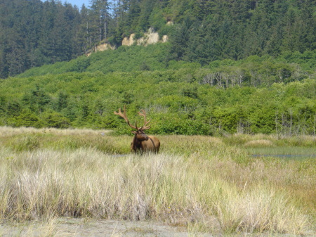 My first Elk sighting