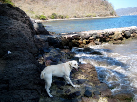 OUR DOG BLANCO/WHITEY KICKING IT AT THE BEACH!