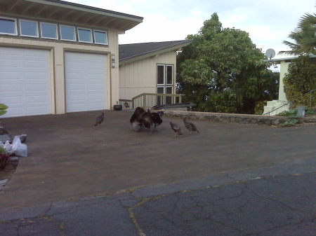 Some of the wild turkeys on Sunset Dr