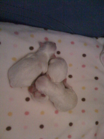 ICE AND SNOWY'S FIRST LITTER