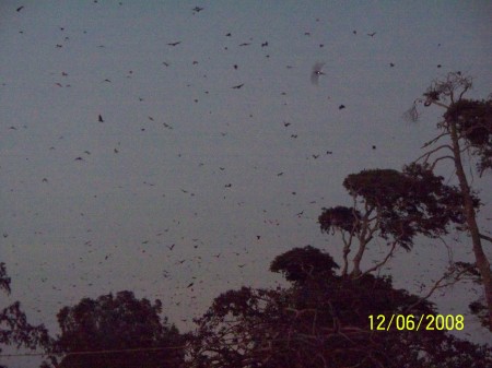 Millions of fruit bats