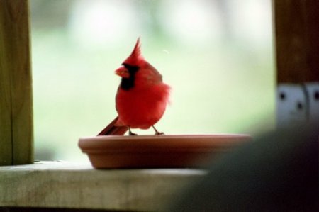 RED CARDINAL