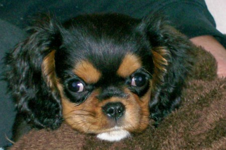 Bella--a cavaliere King Charles Spaniel A.K.C