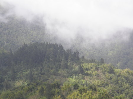 BLUE MOUNTAIN, JAMAICA