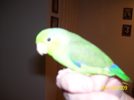 My parrotlet - Kiwi