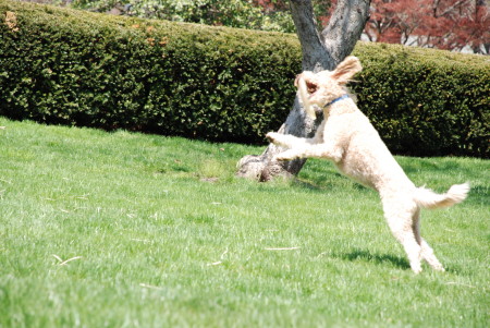 Best dog says mont18901 at gmail, dot com