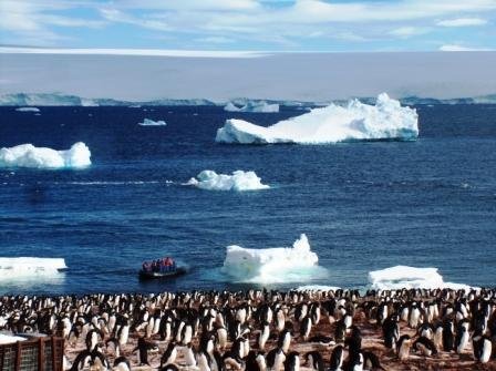 A few of our Antarctic friends