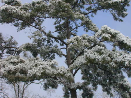 Carolina in the pines!