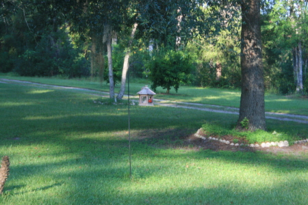 Feeding time for Mr. Cardinal