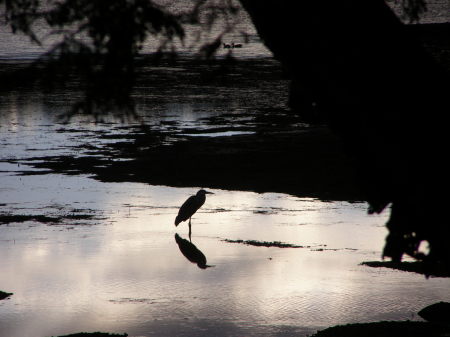 Great Blue Heron