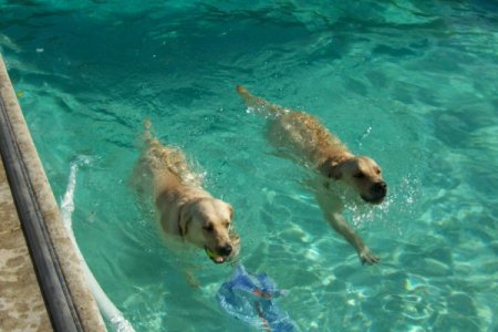 Our Yellow Labs Love the Water!!!