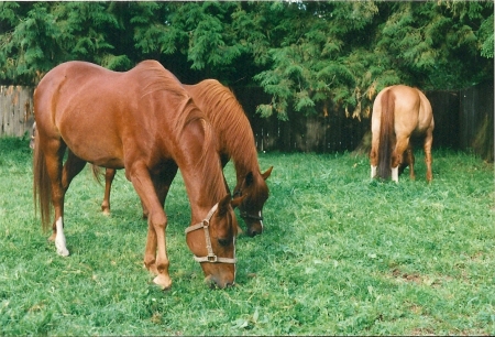 Spirit,Stormy, & Hunter scan0017