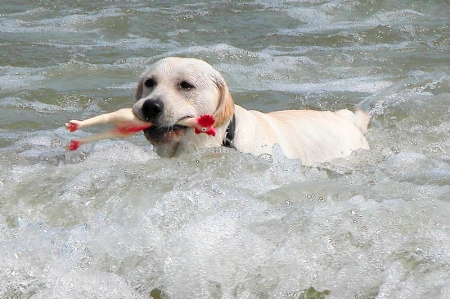 Max - loves water