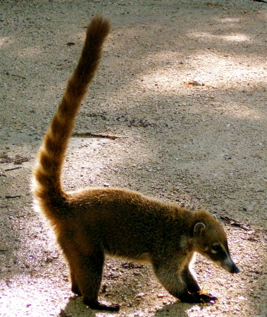 A gorgeous Kotamundi in Mexico