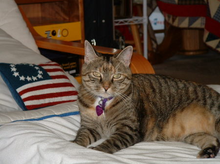 Logan, the all American Cat