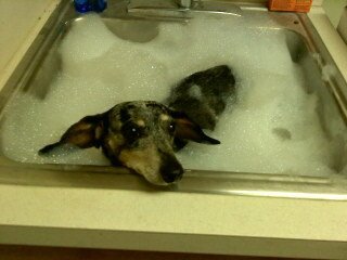 Chancey (my mini hot dog)taking a bubble bath