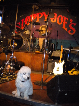 Kiwi on stage at Sloppy Joe's