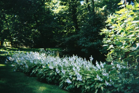 Hostas in the backyard