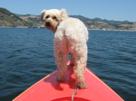 Our dog Scout on the bow of our kayak