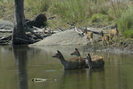 Alarm Call - Sambar and Cheetals