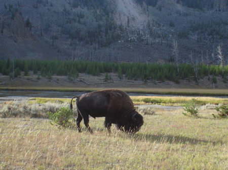 Yellow Stone National Park, Wyoming & Montana