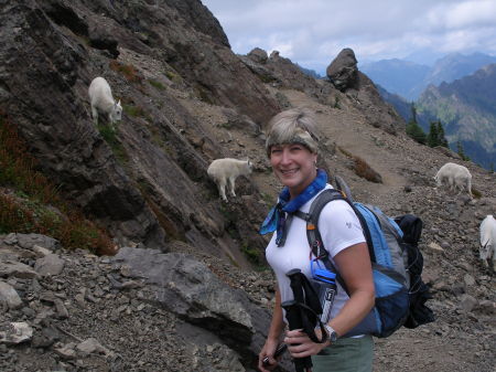 Mt. Ellinor Mountain Goats block the path