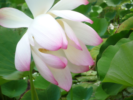 Lotus Flower