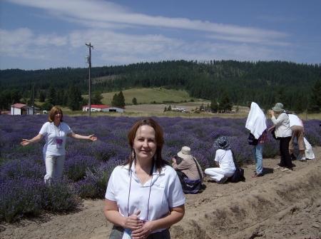 YL Lavender Farm, St Maries, Idaho 2008