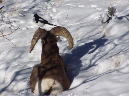 Our bighorn sheep