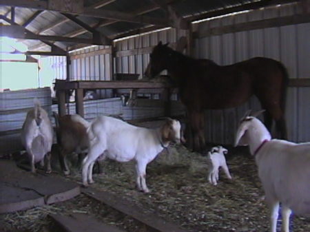 Group Stable pic