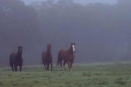 Horses again