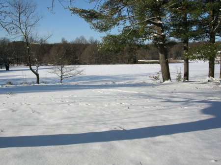 Deer tracks in the snow of Jan 30th