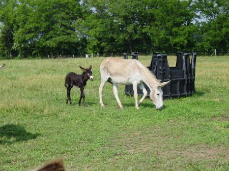 large donkey