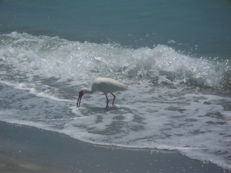 White Ibis