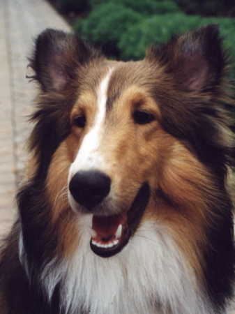 No Better Dog...Harley,  1994-2008