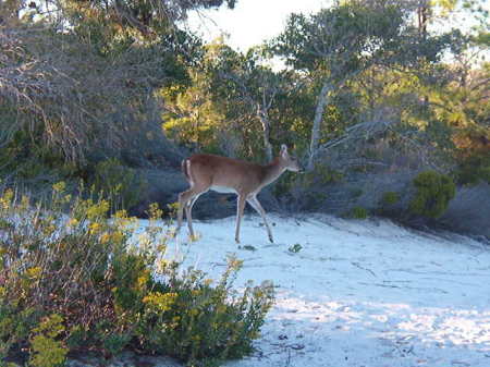 Deer on the beach