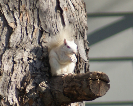 The elusive White squirrel