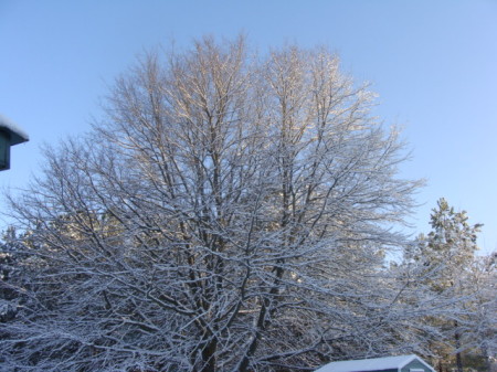 Snow covered tree 2010