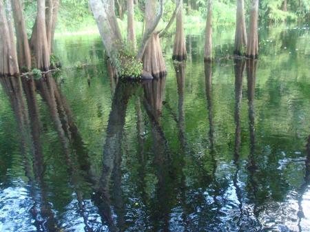 back yard withlacoochee river