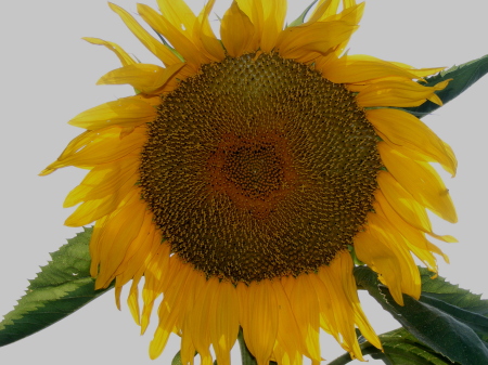 Volunteer Sunflower