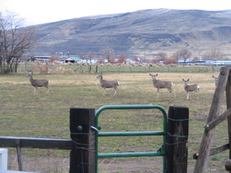 The deer in our pasture