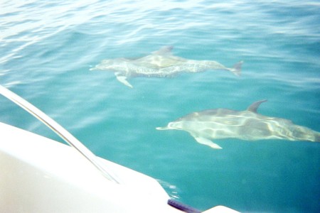 two dolphins