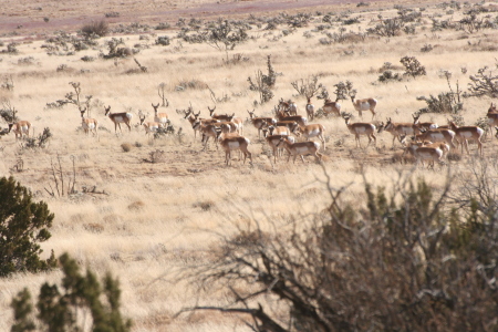 Antelope