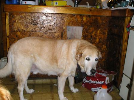 Jake guarding the Bud